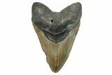 Fossil Megalodon Tooth - North Carolina #275264-1